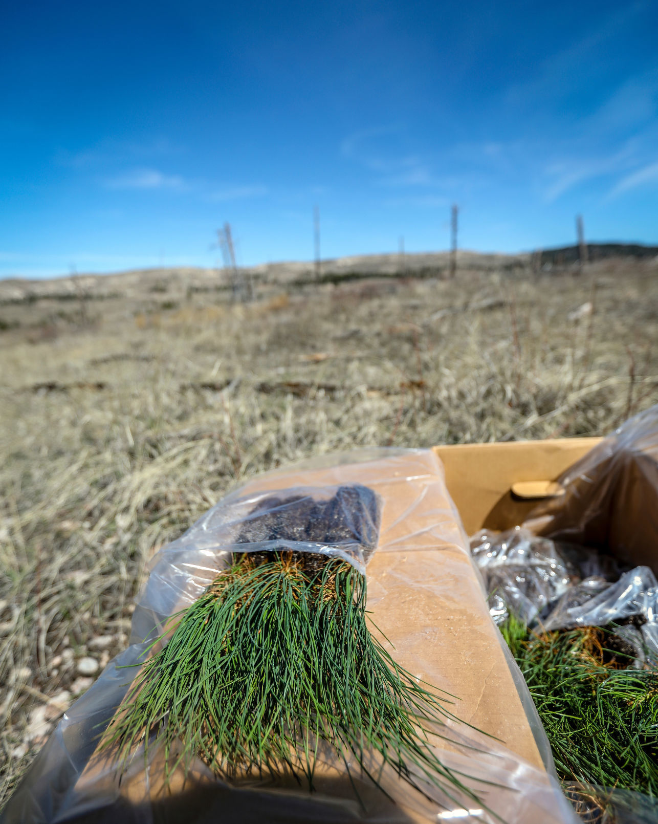 Jasper Fire Tree Planting